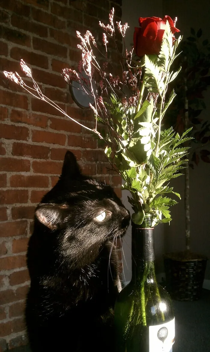 猫，花瓶，玫瑰，动物主题，动物，哺乳动物，一只动物，宠物