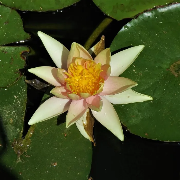 莉莉垫，黄色，花，花，自然，开花植物，花瓣，植物