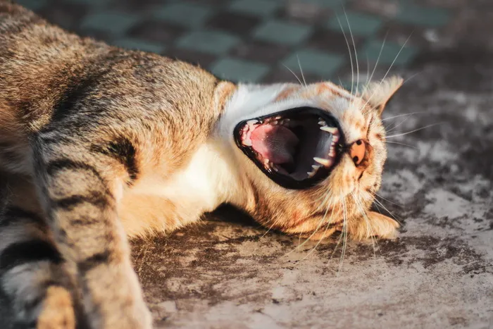 猫躺在灰色的表面上