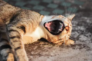 猫躺在灰色的表面上