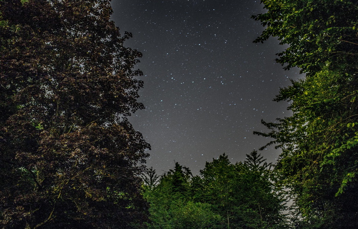 星星，夜晚，天空，黑暗，夜晚，星系，太空，树木