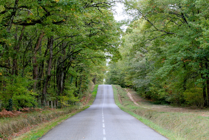 树木、自然、木材、道路、景观、图卢兹、豪特加隆、秋天