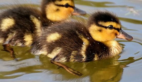 两只，黄色和黑色的小鸭，水，绿头鸭，小鸭，鸭子，小鸡，可爱