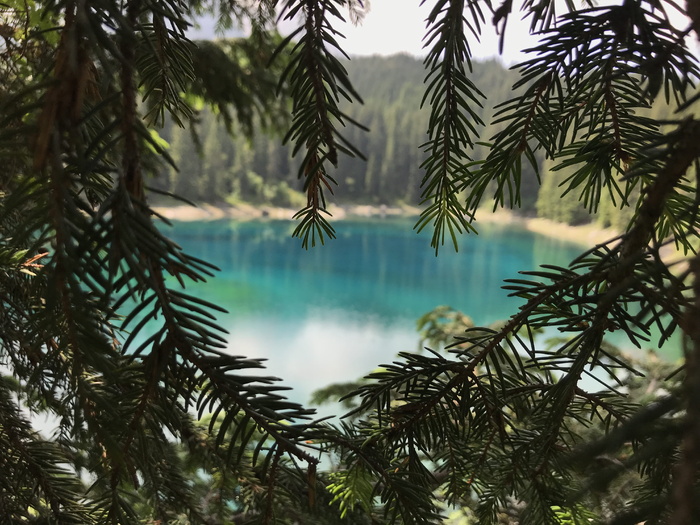 湖和树