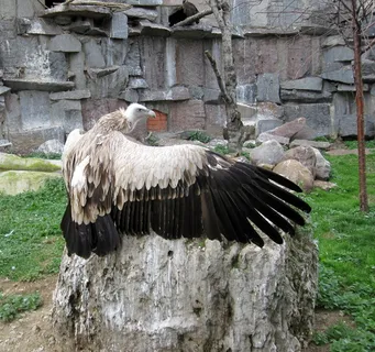 鸟，自然，动物，猛禽，秃鹰，翅膀，动物园，翅膀