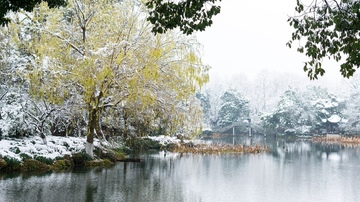 雪，风景，公园，湖泊，西湖，杭州，冬天，柳树