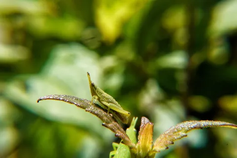 昆虫,宏观,显微摄影,生物学,进化,花园,自然,萨尔瓦多 昆虫,宏观,显微摄影,生物学,进化,花园,自然,萨尔瓦多