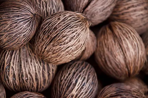 植物，乒乓球，圆形，质地，树，图案，种子，种子