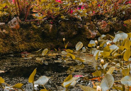 哥伦比亚、帕尔米拉、池塘、睡莲垫、水、天然、天然、叶子