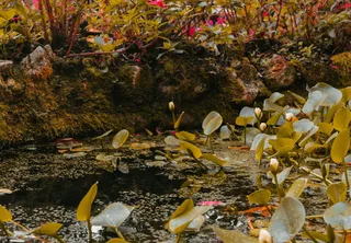 哥伦比亚、帕尔米拉、池塘、睡莲垫、水、天然、天然、叶子