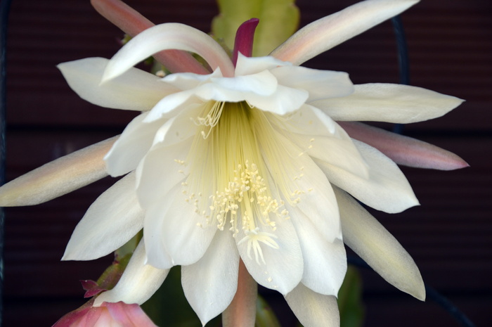 仙人掌，花，花，仙人掌花，仙人掌花，自然，花，花瓣