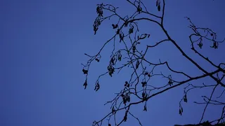 柳絮，桤木，柳絮，树，天空，树枝，植物，蓝色