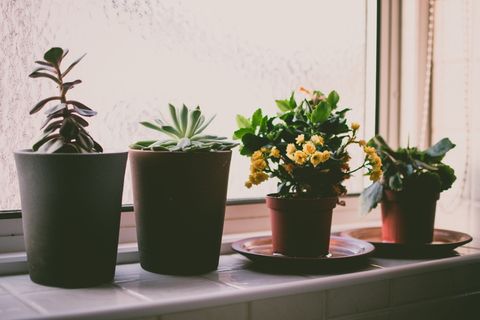 植物,窗户,窗台,花园,房子,家,花,自然 植物,窗户,窗台,花园,房子,家,花,自然