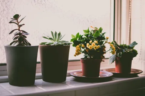 植物,窗户,窗台,花园,房子,家,花,自然 植物,窗户,窗台,花园,房子,家,花,自然