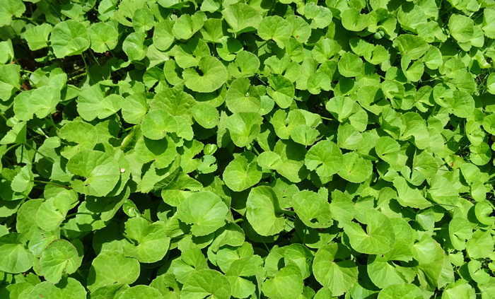 植物，草本，药用，印度狼尾草，金缕梅，印度水芹菜，狼尾草，黑麦草