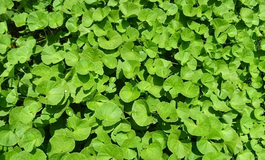 植物,草本,药用,印度狼尾草,金缕梅,印度水芹菜,狼尾草,黑麦草 植物,草本,药用,印度狼尾草,金缕梅,印度水芹菜,狼尾草,黑麦草