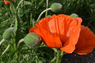 罂粟，橙色，开花，开花，橙色，开花，罂粟田，花蕾，阳光