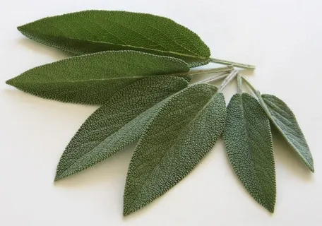 六片绿叶,鼠尾草,香料,红叶,鼠尾草叶,食物,食用,食用 六片绿叶,鼠尾草,香料,红叶,鼠尾草叶,食物,食用,食用