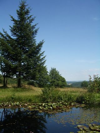 池塘、沼泽植物、梯田、玫瑰湖、水、树、倒影、自然