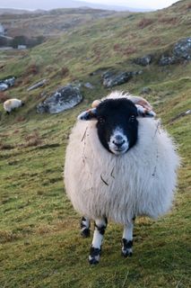 动物、绵羊、苏格兰、动物主题、哺乳动物、宠物、动物、家畜