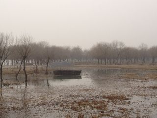 景观，沼泽，船，野生，沼泽，船，水，自然，雾