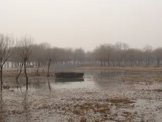 景观，沼泽，船，野生，沼泽，船，水，自然，雾