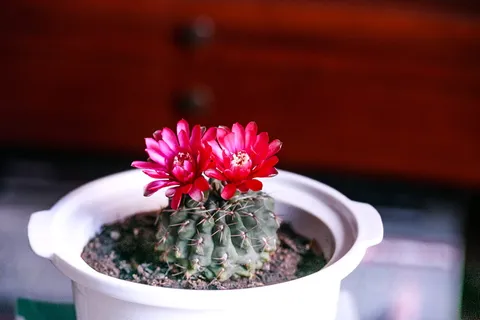 带花仙人掌的选择性聚焦摄影 带花仙人掌的选择性聚焦摄影