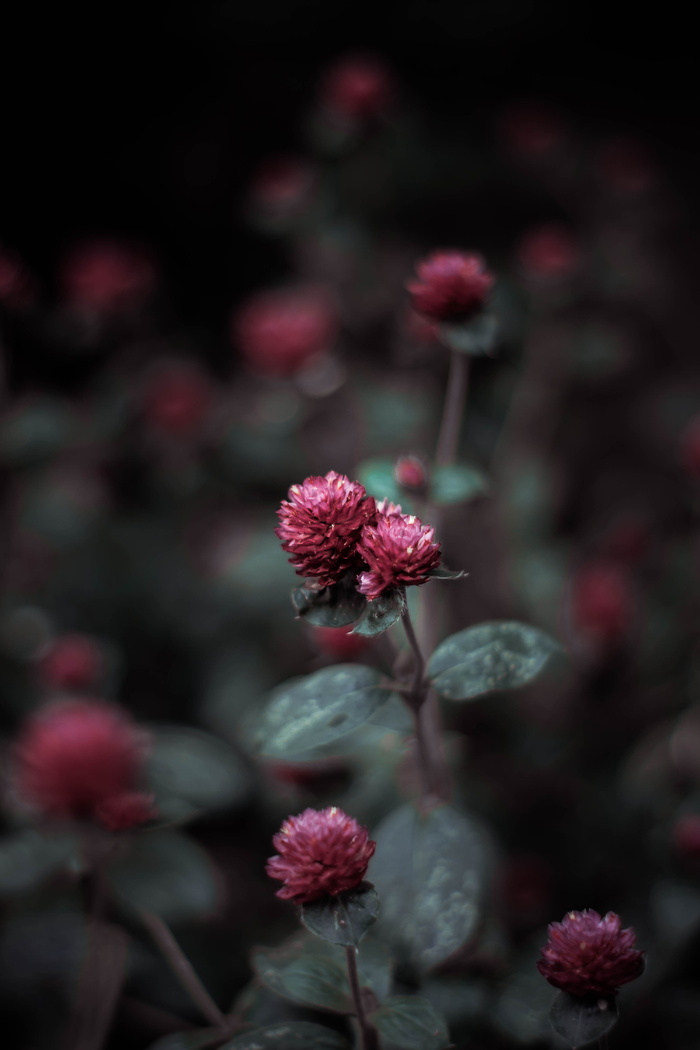 花朵特写照片