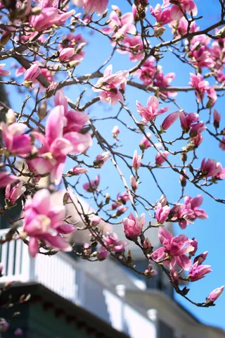 粉红色花瓣的花朵特写摄影