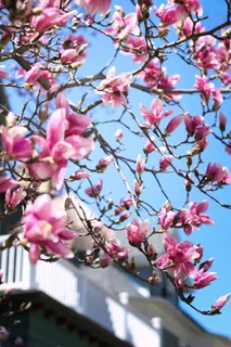 粉红色花瓣的花朵特写摄影 粉红色花瓣的花朵特写摄影
