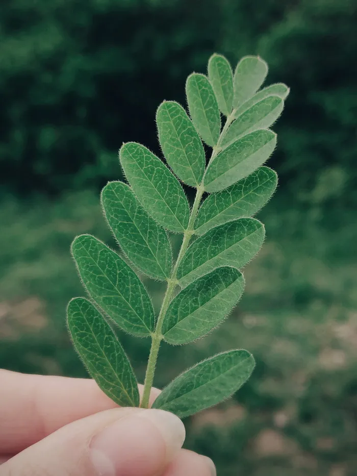 绿叶植物