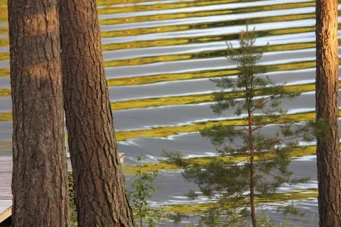 湖,塞马,波浪,黎明,树,植物,树干,树干 湖,塞马,波浪,黎明,树,植物,树干,树干