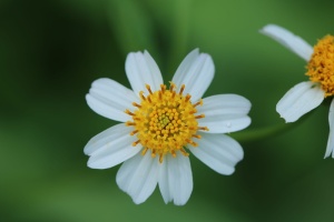两朵白花