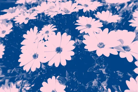 花瓣的蓝色照片 花瓣的蓝色照片