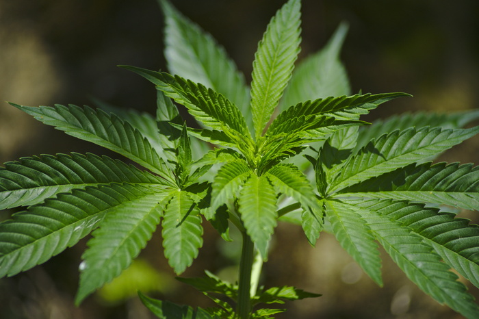 特写，摄影，大麻植物，大麻，草，大麻，玛丽亚，叶尔巴