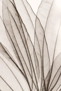 自然、叶子、单色、装饰、叶子、明亮、光合、全画框