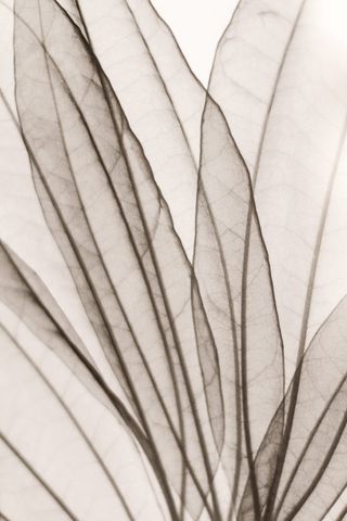 自然、叶子、单色、装饰、叶子、明亮、光合、全画框