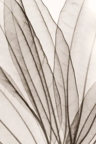 自然、叶子、单色、装饰、叶子、明亮、光合、全画框