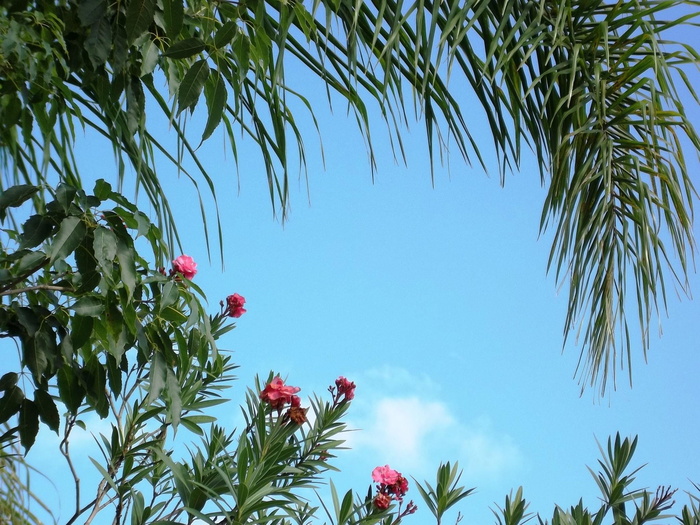 树，花，蓝天，风景，自然，植物，生长，叶子