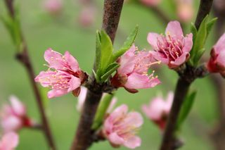 花，植物群，自然，树，树枝，油桃树，油桃花，植物
