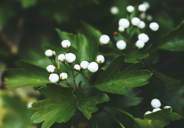 白色花蕾特写照片