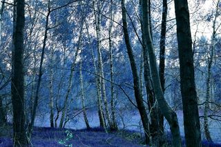 森林、童话、费、神秘、自然、树木、植物、土地