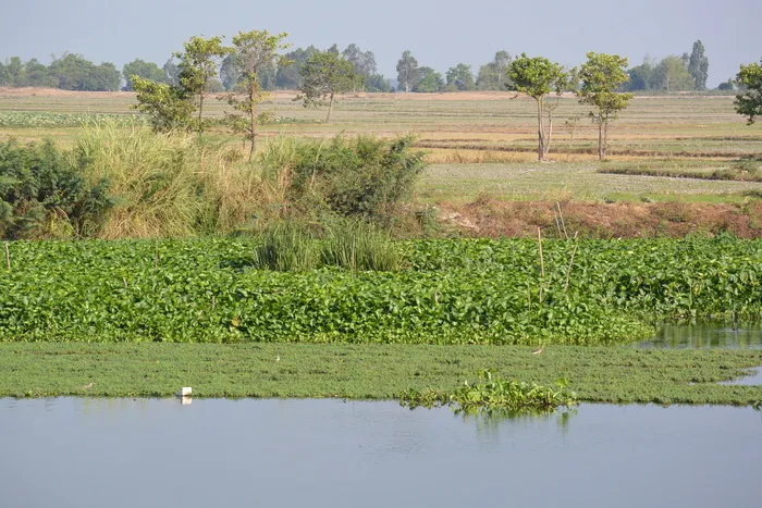 dawn，安江省大陆总监，植物、生长、景观、水、自然之美