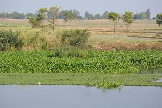dawn，安江省大陆总监，植物、生长、景观、水、自然之美