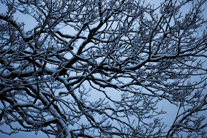 自然，户外，冰，植物，霜冻，树枝，雪，树