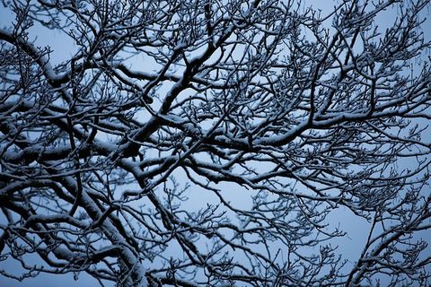 自然,户外,冰,植物,霜冻,树枝,雪,树 自然,户外,冰,植物,霜冻,树枝,雪,树
