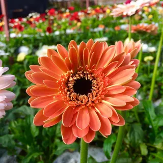 开花，开花，植物群，花，宏观，自然，花瓣，花