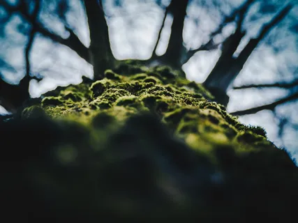 模糊,树枝,特写,颜色,日光,环境,秋天,植物群 模糊,树枝,特写,颜色,日光,环境,秋天,植物群