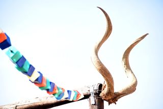 南非，riemvasmaak，方块，立方体，正方形，鹿角，库杜，羚羊