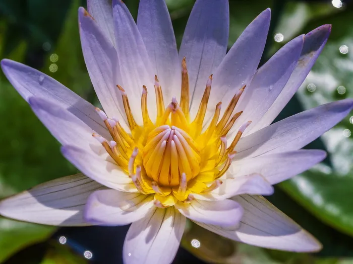 紫色花瓣的特写照片